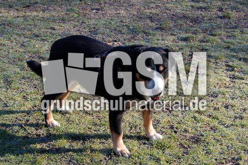 Entlebucher Sennehund_1.jpg